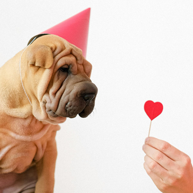 Dogwell & Bark Newsletter
